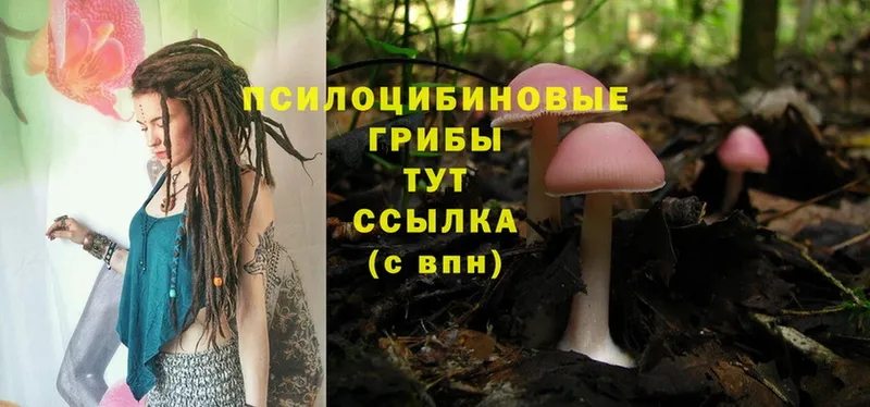 Псилоцибиновые грибы Psilocybine cubensis  Майкоп 